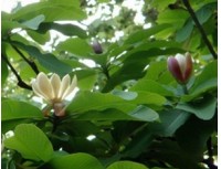 Magnolia Bark P.E.